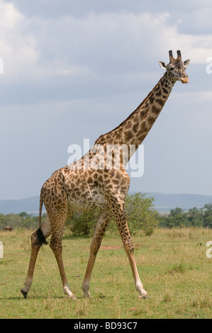 giraffa Foto Stock