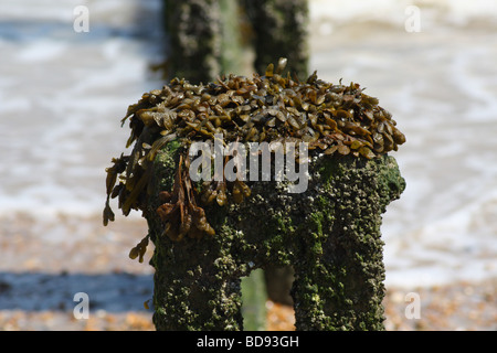 Alghe marine sulla groyne a Littlestone Beach Foto Stock