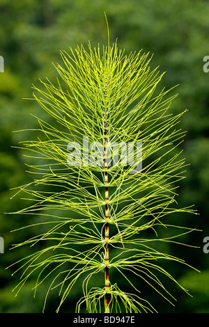 Equiseto Equisetum telmateia Asturias Spagna Foto Stock