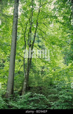 Pezzata dalla luce del sole attraverso gli alberi e le foglie in una foresta Foto Stock