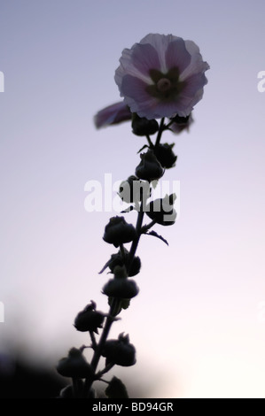 White hollyhock (Alcea rosea) al tramonto Foto Stock