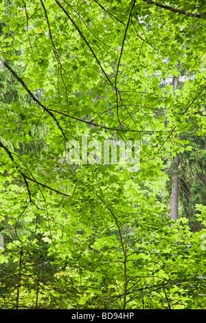 Pezzata luce del sole che filtra attraverso le foglie e gli alberi da vicino Foto Stock