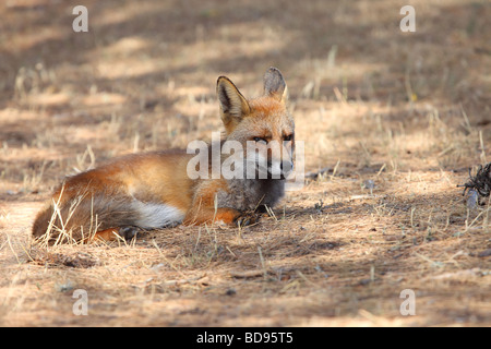Maschio di volpe rossa Vulpes vulpes in appoggio al sole. Foto Stock