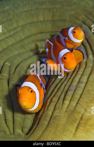 Pesce pagliaccio nascondere nel mare anemone, Cabilao, Filippine Foto Stock