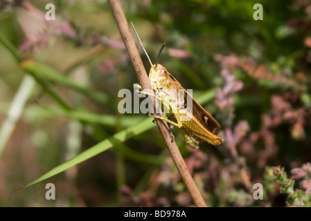 Comune Cavalletta verde (Omocestus viridulus) Foto Stock