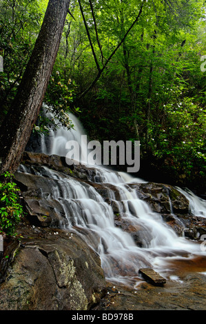 Fioritura Rododendron accanto a Laurel rientra nel Parco Nazionale di Great Smoky Mountains in Tennessee Foto Stock