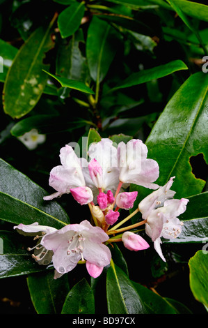 Close up Rosebay fiori di rododendro Foto Stock