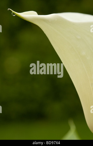 Calla Lily con goccia di rugiada. . Il bordo di un bianco Calla Lily fiore con una piccola goccia di acqua in corrispondenza della punta del fiore. Foto Stock