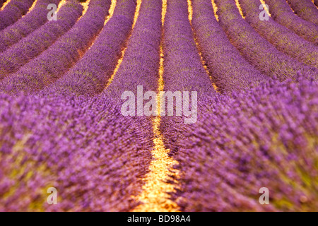 Campo di lavanda vicino Valensole, Provenza Francia Foto Stock