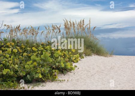 Seagrape e mare avena crescenti in sabbia sulla spiaggia dune Foto Stock