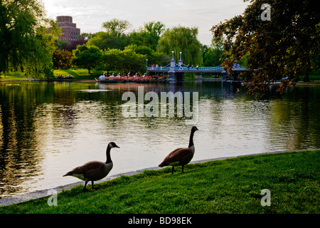 Oche canadesi sulle rive della laguna che è un piccolo lago nel Boston Common Boston Massachusetts Foto Stock