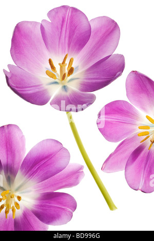 Tre belle molla viola tulip fiori isolati su un puro sfondo bianco Foto Stock