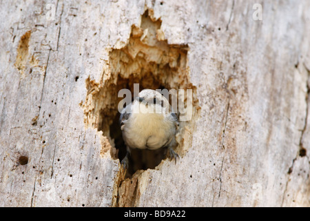 Brown intitolata picchio muratore arroccato nella cavità nido Foto Stock