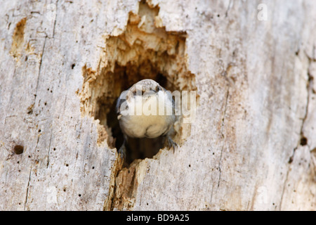 Brown intitolata picchio muratore arroccato nella cavità nido Foto Stock