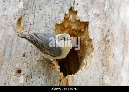 Brown intitolata picchio muratore arroccato a nido cavità Foto Stock