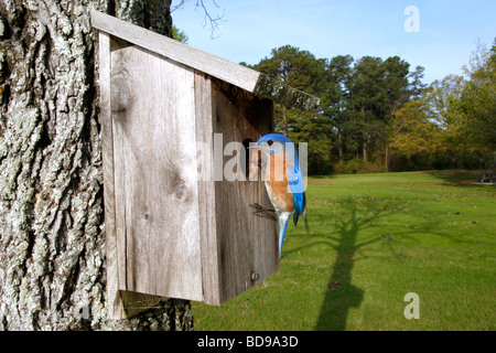Eastern Bluebird arroccato a scatola di nido Foto Stock