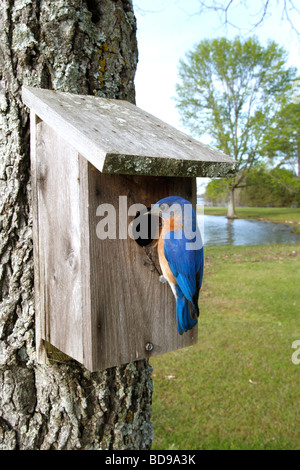 Eastern Bluebird arroccato a scatola di nido - Verticale Foto Stock