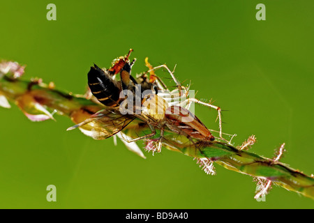 Lynx spider mangiare un'ape Foto Stock