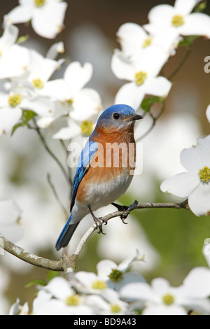 Eastern Bluebird appollaiato in Sanguinello Tree - Verticale Foto Stock