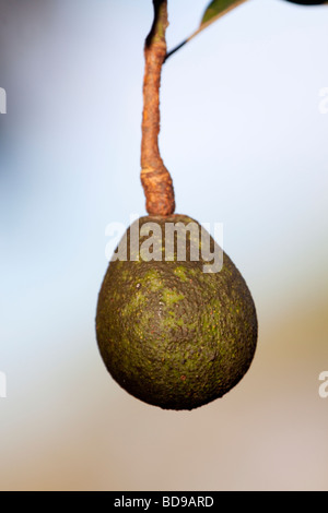 Pere di avocado (Persea americana). Pinetown, Kwazulu-Natal, Sud Africa. Foto Stock