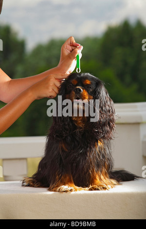 Rimozione di spuntare dal Cavalier King Charles Spaniel nero e marrone tick pinze Foto Stock