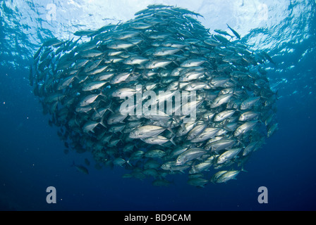 La scolarizzazione big eye jackfish, Tubbataha, Filippine Foto Stock