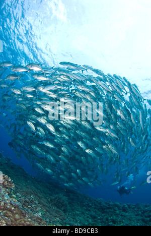 La scolarizzazione big eye jackfish e scuba diver, Tubbataha, Filippine Foto Stock