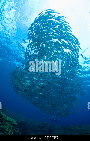 La scolarizzazione big eye jackfish e scuba diver, Tubbataha, Filippine Foto Stock