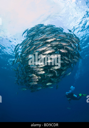 La scolarizzazione big eye jackfish e scuba diver, Tubbataha, Filippine Foto Stock