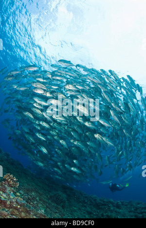 La scolarizzazione big eye jackfish e scuba diver, Tubbataha, Filippine Foto Stock