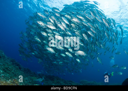 La scolarizzazione big eye jackfish e scuba diver, Tubbataha, Filippine Foto Stock