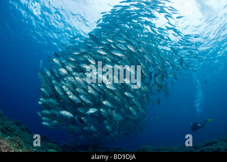 La scolarizzazione big eye jackfish e scuba diver, Tubbataha, Filippine Foto Stock