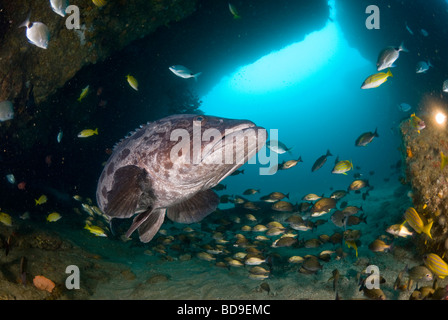 Potato cod (Epinephelus tukula), Aliwal Shoal, Sud Africa Foto Stock