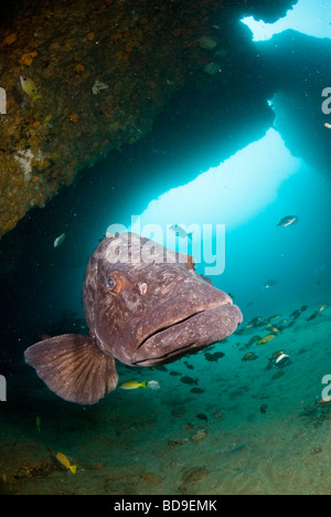 Potato cod (Epinephelus tukula), Aliwal Shoal, Sud Africa Foto Stock