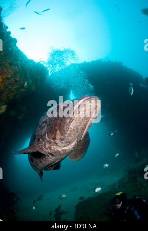 Potato cod (Epinephelus tukula), Aliwal Shoal, Sud Africa Foto Stock