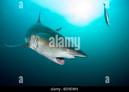 Punta nera shark (Carcharhinus limbatus), Aliwal Shoal, Sud Africa Foto Stock