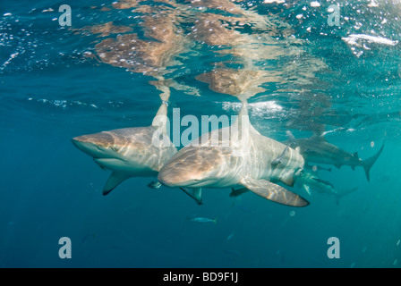 Punta nera shark (Carcharhinus limbatus), Aliwal Shoal, Sud Africa Foto Stock