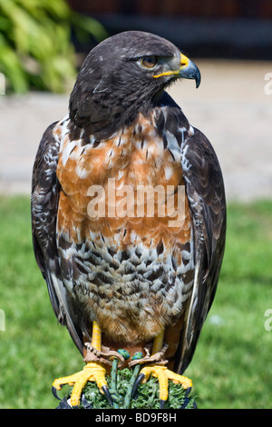 Il Jackal buzzard del Sud Africa è un uccello da preda Foto Stock