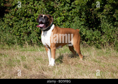 Cane Boxer in piedi in campo Waterloo canili CHELTENHAM REGNO UNITO Foto Stock