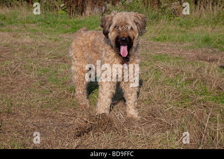 Brown Briard imbrancandosi cane Waterloo canili CHELTENHAM REGNO UNITO Foto Stock