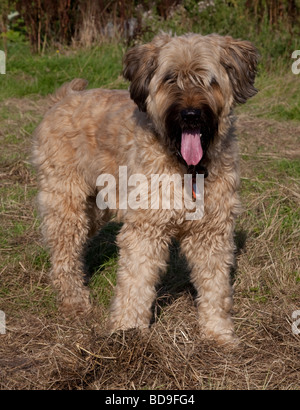 Brown Briard imbrancandosi cane Waterloo canili CHELTENHAM REGNO UNITO Foto Stock