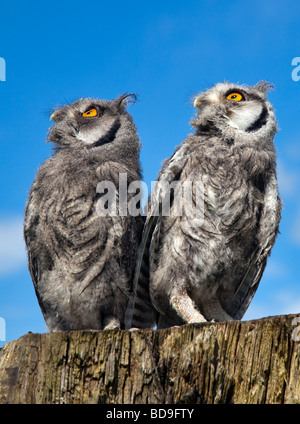 Due neonata Bianco di fronte Scops Owls (ptilopsis leucotis) Foto Stock