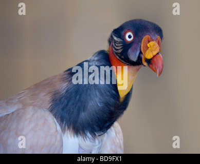 King Vulture (sarcoramphus papa) ritratto Foto Stock