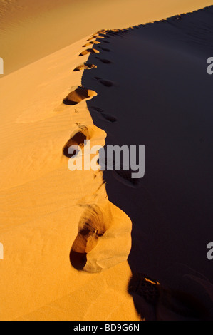 Soffiata sul piede di stampe su una cresta di sabbia di una duna del deserto, Ubari Mare di Sabbia, il deserto del Sahara Libia Foto Stock