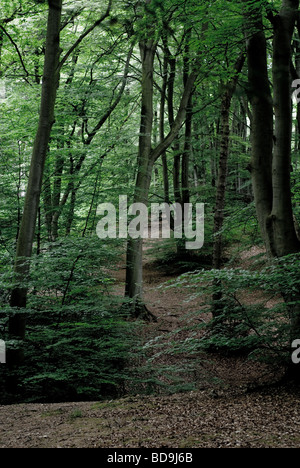 La foresta di Epping alberi Foto Stock