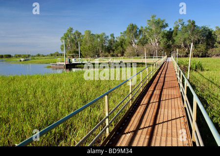 Il Boardwalk accanto all acqua gialla billabong nel Parco Nazionale Kakadu, Territorio del Nord, l'Australia Foto Stock