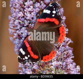 Red Admiral butterfly Vanessa Atalanta su alimentazione (Buddleia Buddleja) Foto Stock