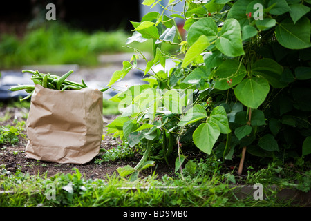 I baccelli in una borsa marrone accanto alla pianta sono stati prelevati da Foto Stock