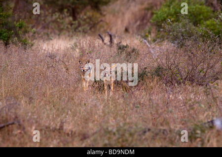 Backup nero sciacalli (Canis mesomelas). Balule, maggiore parco nazionale Kruger, Limpopo, Sud Africa. Foto Stock