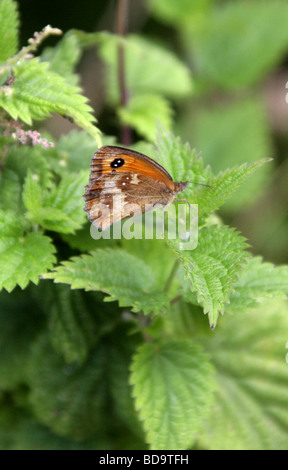 Gatekeeper o Hedge Brown Butterfly, Pyronia tithonus, Nymphalidae (Satyridae). Femmina. Foto Stock